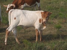 CALF 1022 BULL