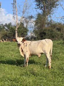Steer 1