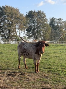 Dorothy 19